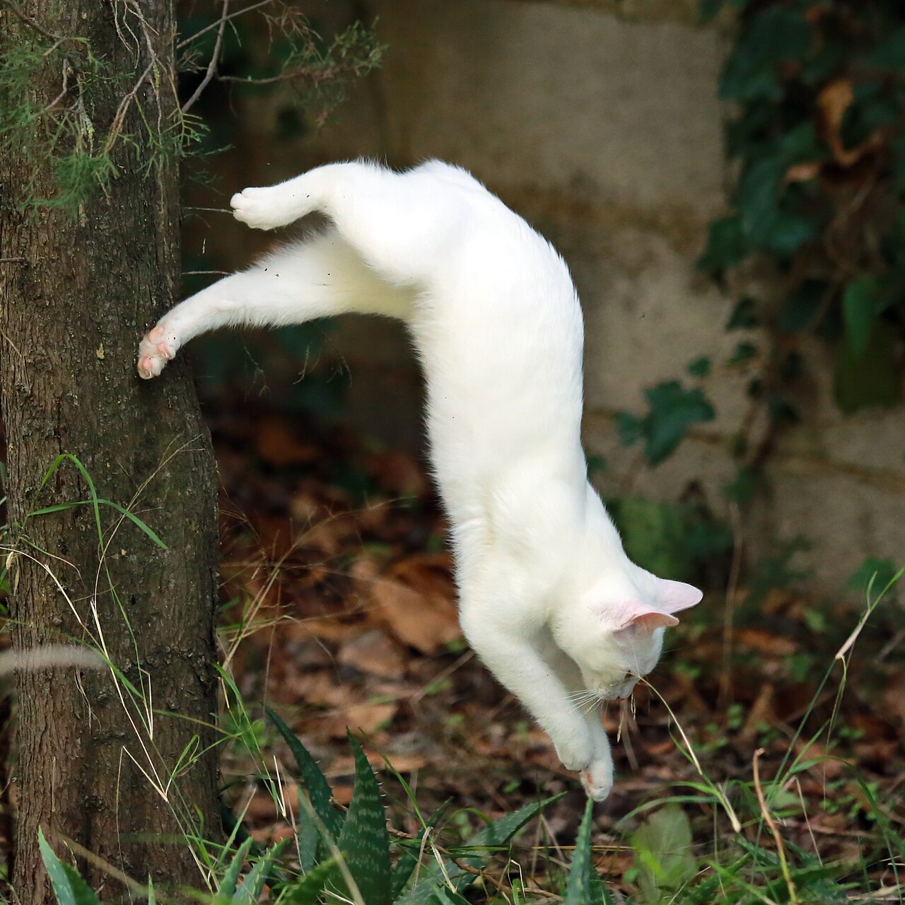 White cat leaping down from a tree trunk mid-air
