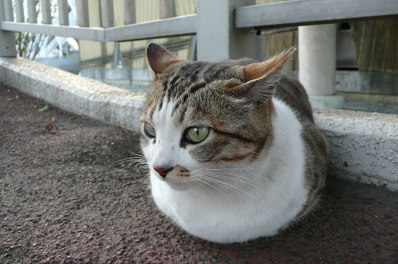 Tabby and white cat crouched with ears turned out sideways