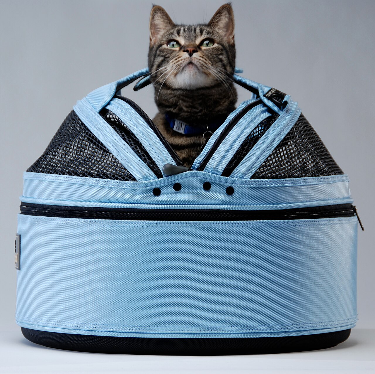 Tabby cat sitting calmly in an open-topped soft carrier