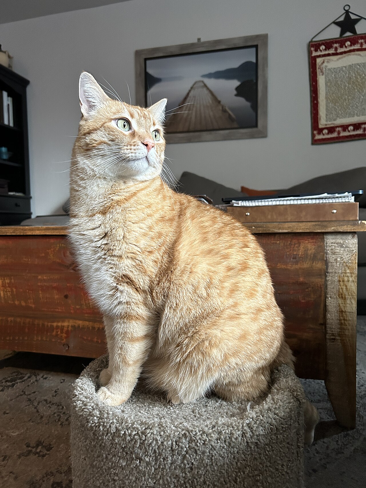 Orange tabby cat sitting upright on a carpeted cat perch