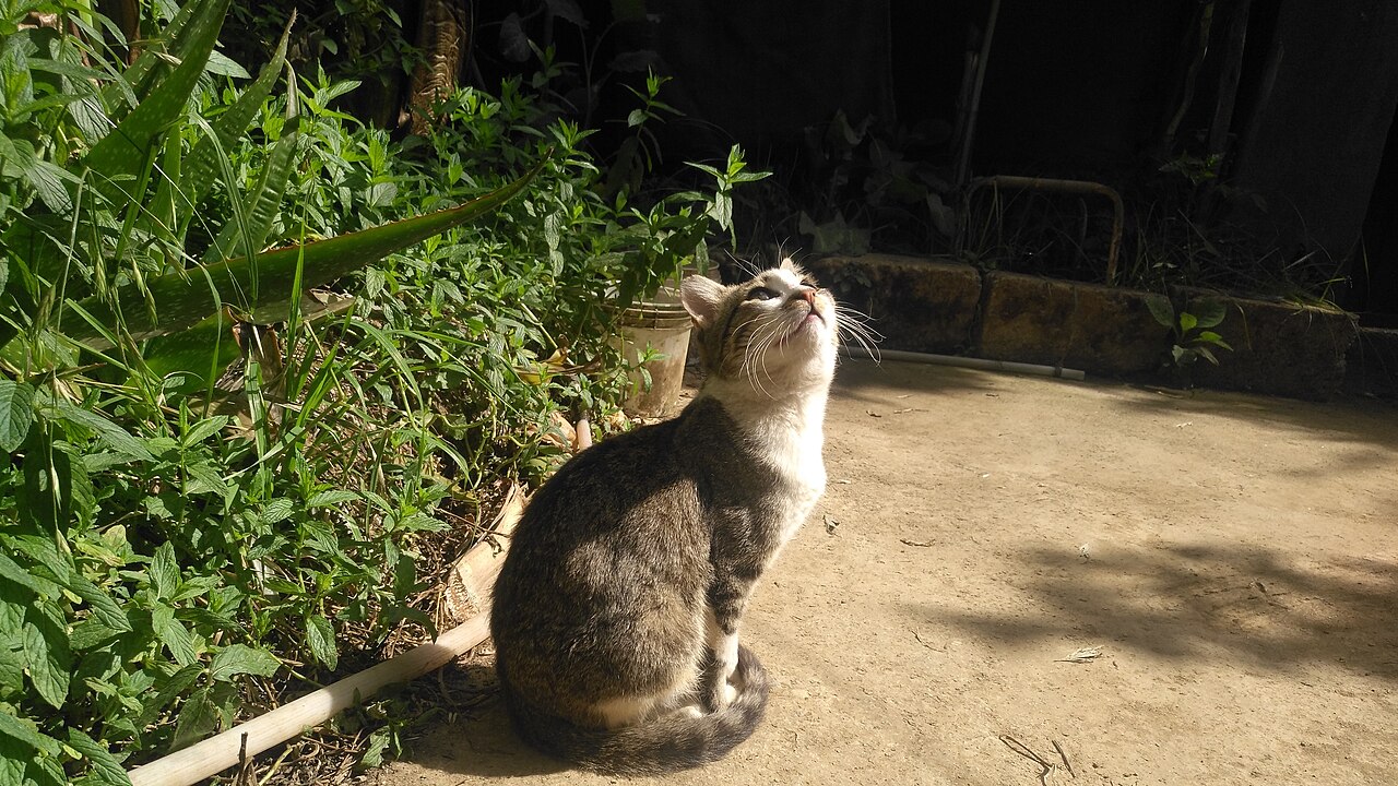 Tabby and white cat sitting in sunlight, looking up attentively