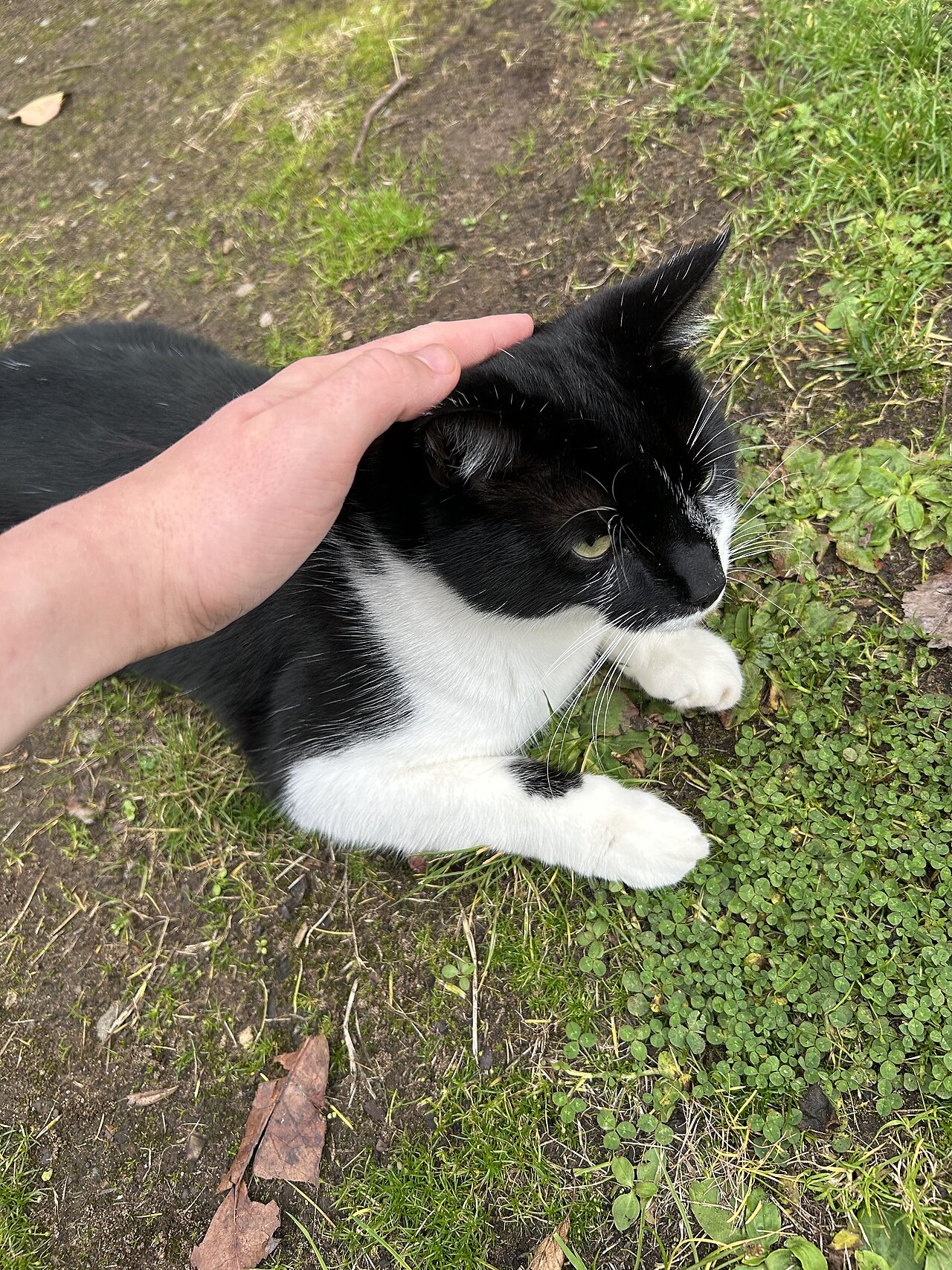 Black and white cat lying calmly on grass while a hand rests on its head