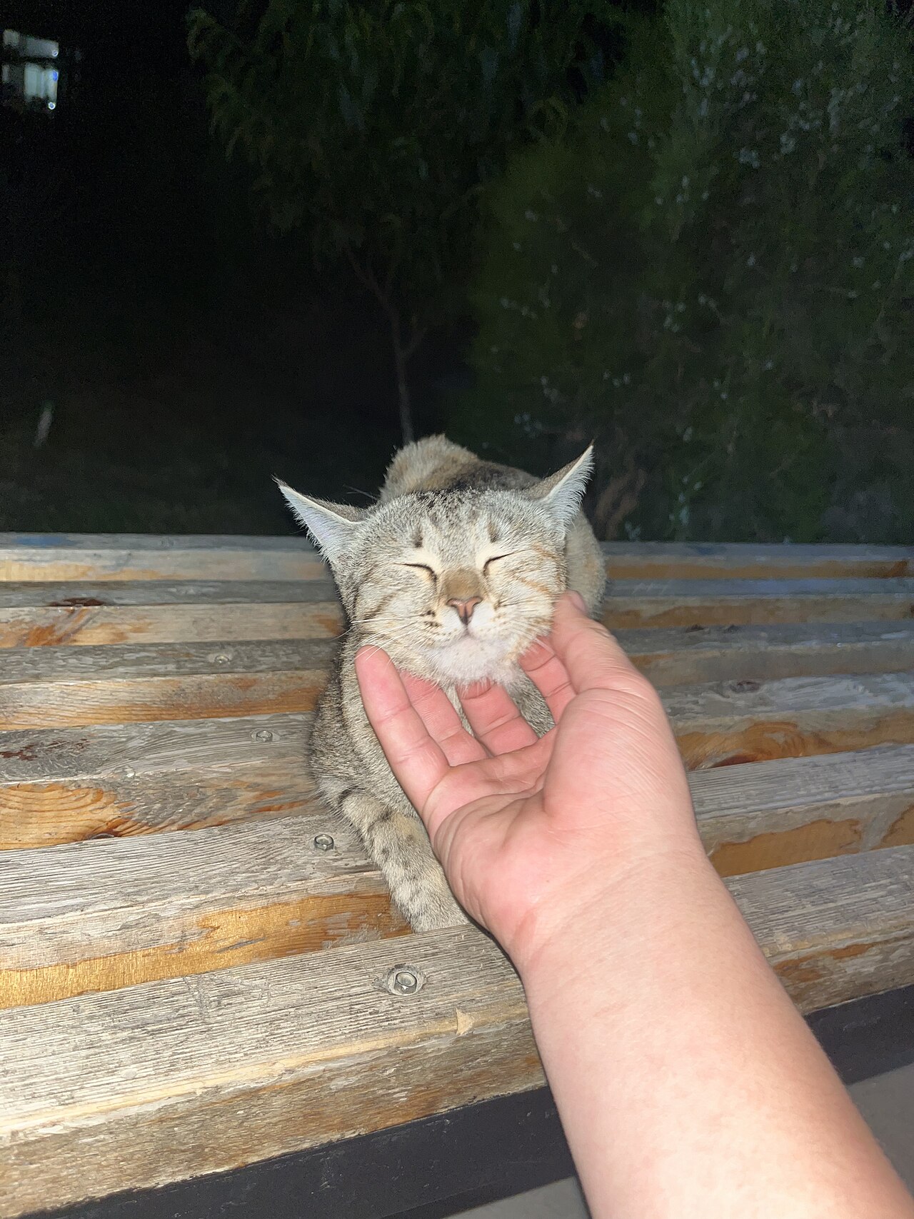 Tabby kitten with eyes closed enjoying a chin scratch from a person's hand