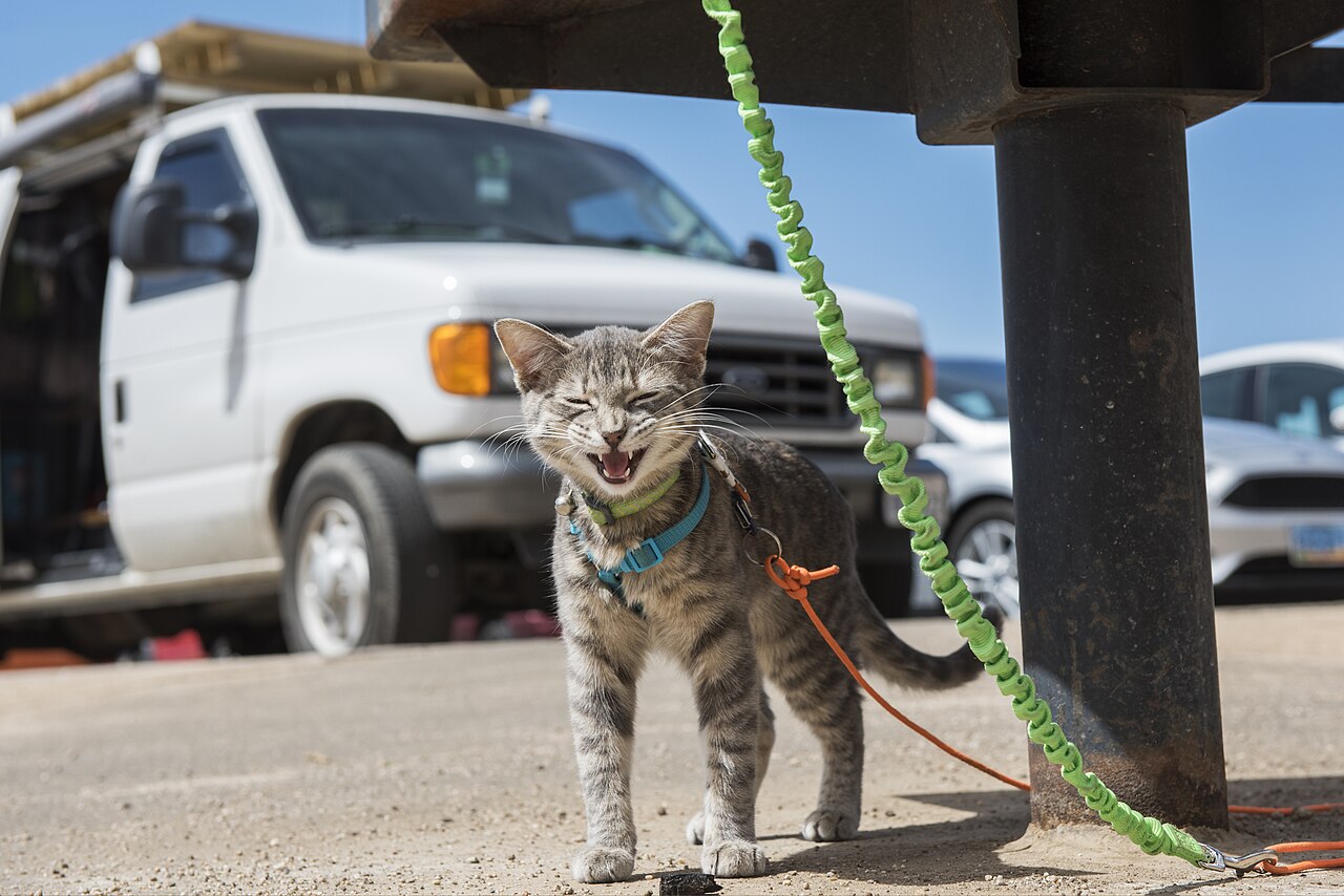 Young tabby cat in a blue harness on a leash outdoors at a picnic area