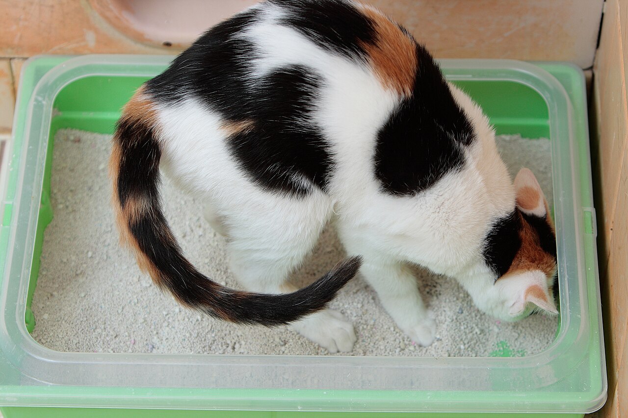 Calico kitten digging in a large, open, low-sided litter tray filled with clumping litter