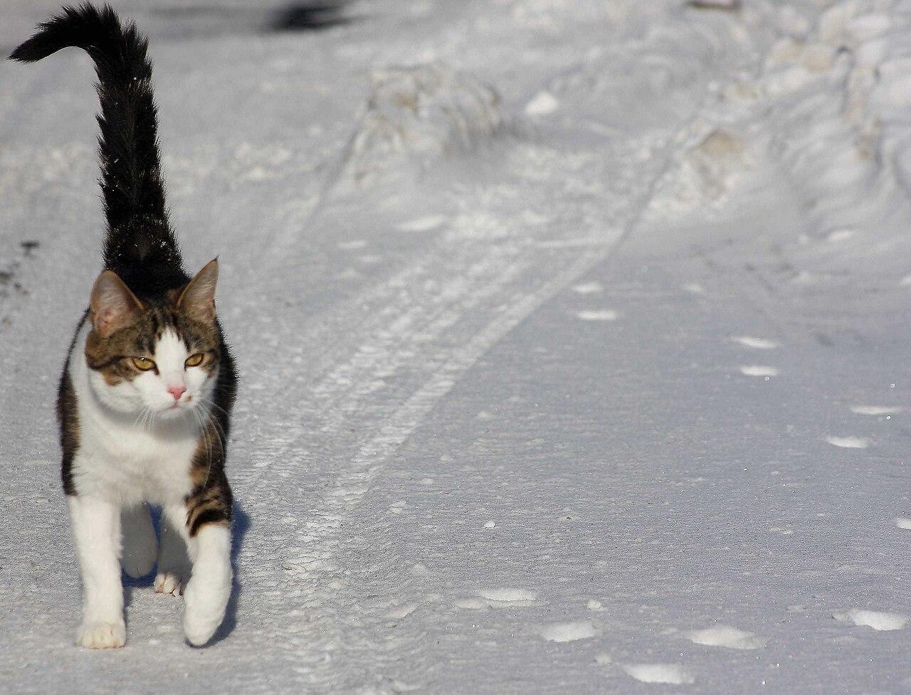 Tabby and white cat walking toward the camera with its tail held straight up