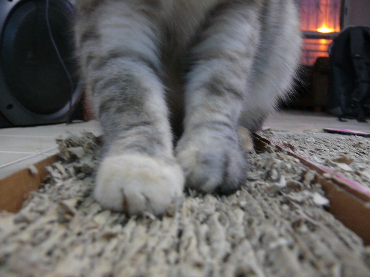 Close-up of a cat's front paws digging into a shredded corrugated cardboard scratcher