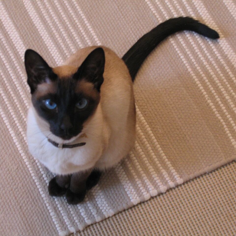 Siamese cat sitting neatly and looking up at the camera