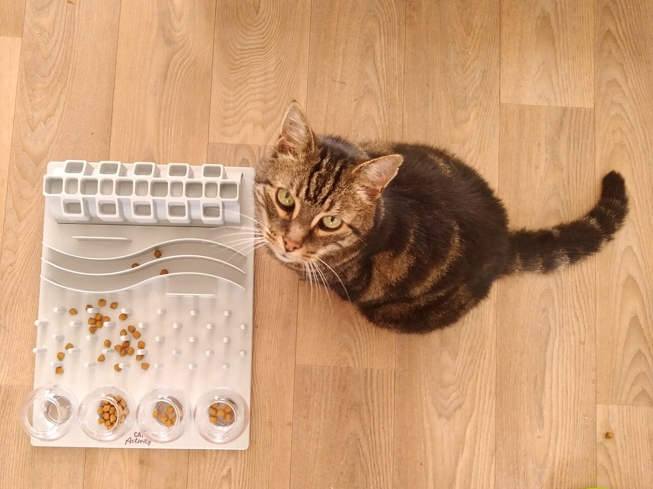 Tabby cat sitting next to a white activity board food puzzle with kibble in its wells and channels