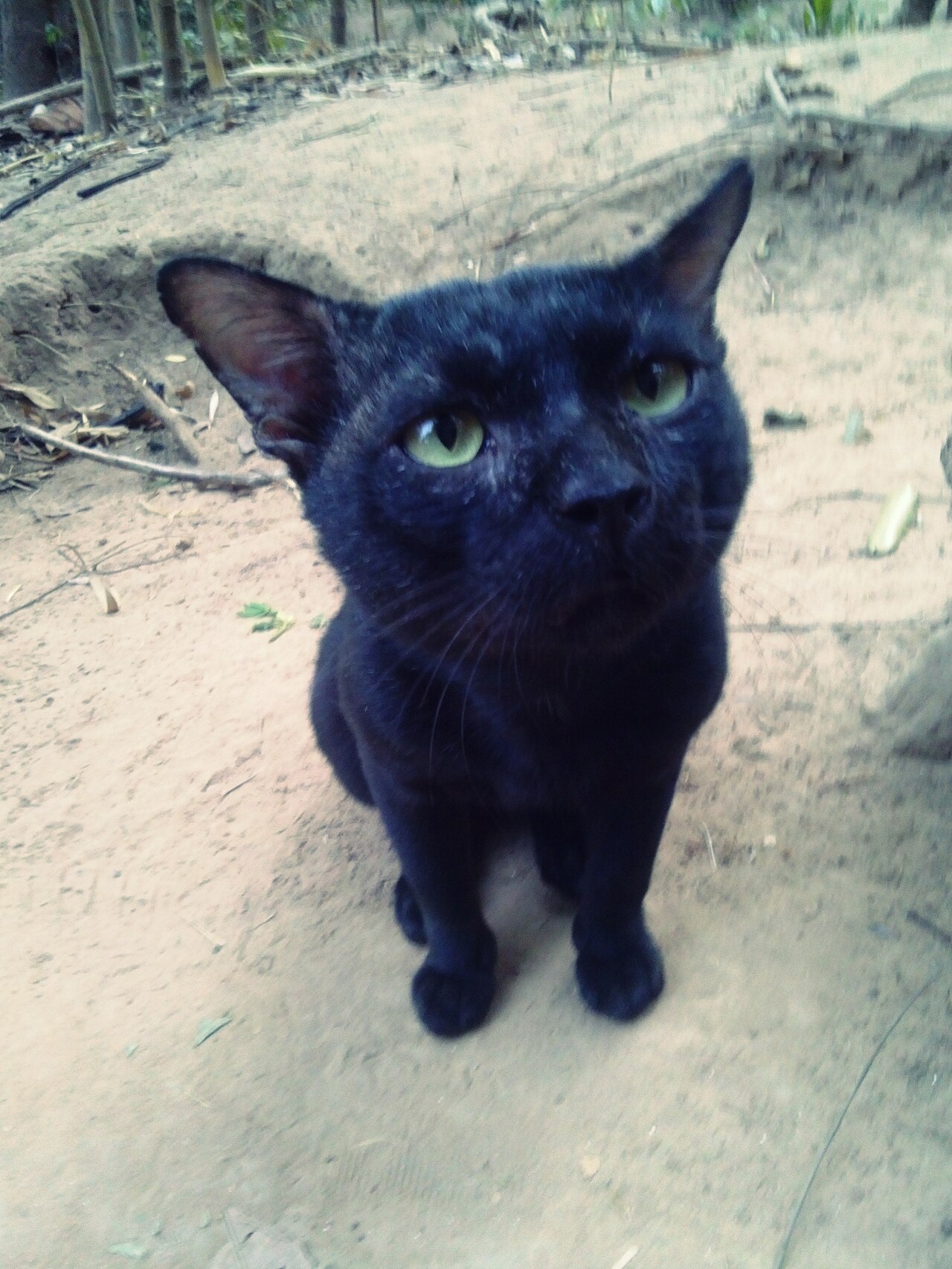 Black cat with green eyes sitting and looking up at the camera, ears forward