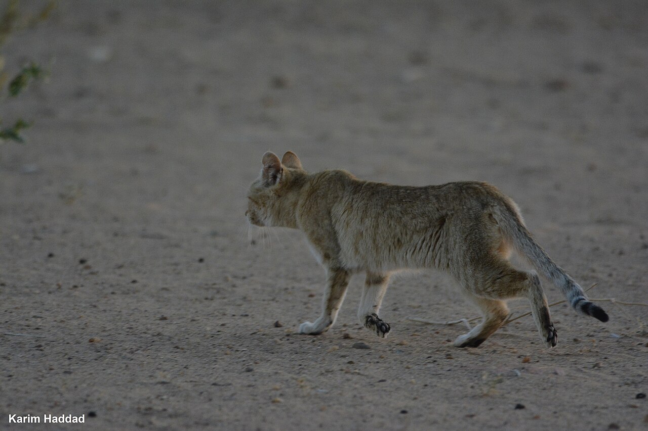 Sandy-coloured African wildcat walking across open ground
